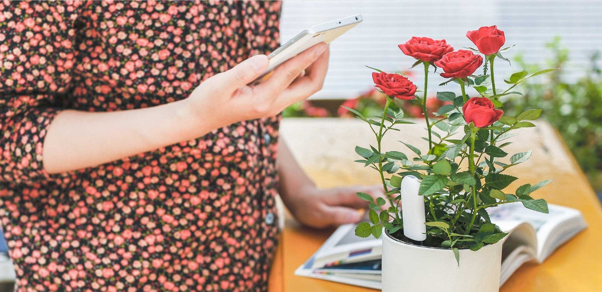 Flower Plant Sensor 2