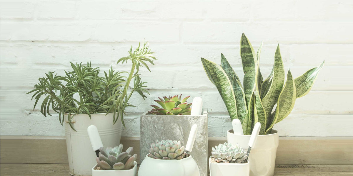 Xiaomi Mi Flower Care Plant Sensor